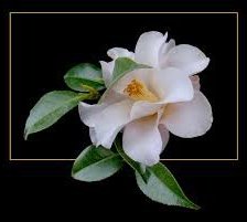 Схема вышивки «на черном»