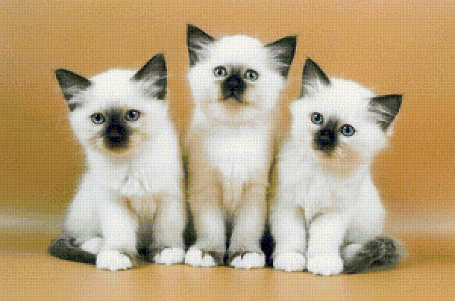 котята - кошки, домашние животные, котята, сиамские - предпросмотр