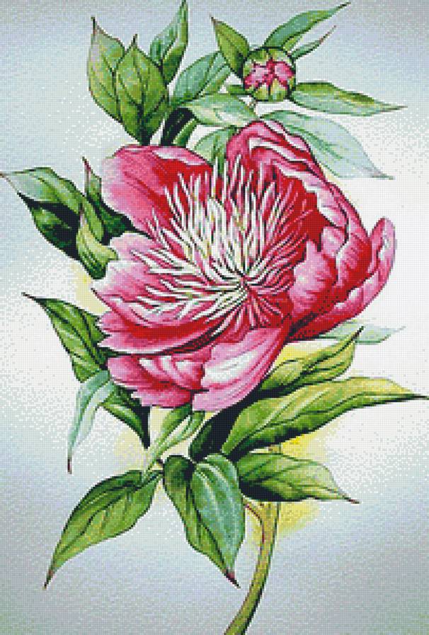 Пион - пион, цветы - предпросмотр