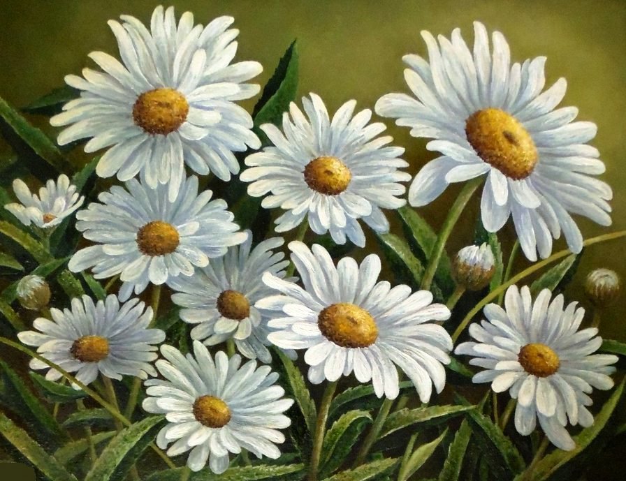 Ромашки - ромашки, цветы - оригинал