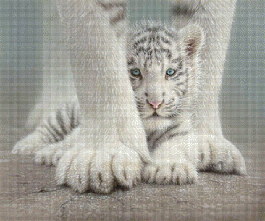 Малыш - мать и дитя, кошки, тигренок, белые тигры, тигры, животные, малыш - предпросмотр