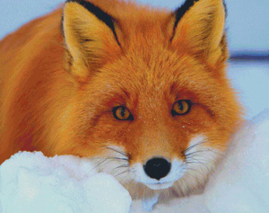 Рыжая красотка - рыжая, зима, животные, снег, зимний пейзаж, лиса, лисы, лисица - предпросмотр