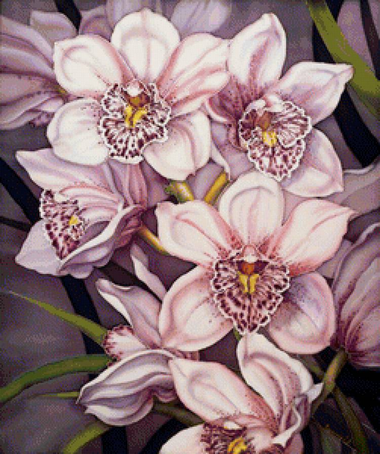 орхидеи - предпросмотр