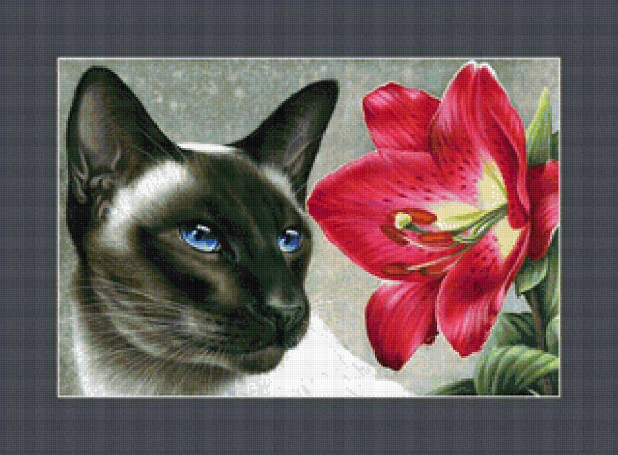 Котик и лилия - цветы, домашний любимец, лилия, лилии, кот, домашний питомец, кошки - предпросмотр