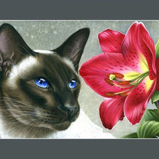 Котик и лилия