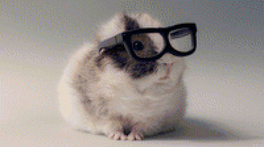 животные - очкарик - предпросмотр