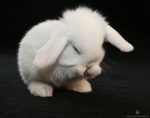 животные - кролик - оригинал