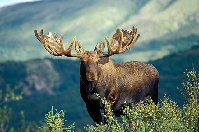 лось - оригинал