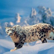 Схема вышивки «дикая природа»