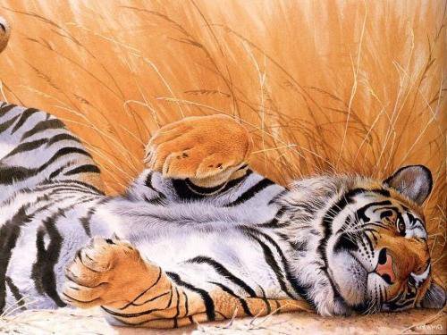 тигра - оригинал