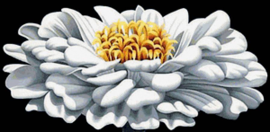 Георгин - цветы, георгины - предпросмотр