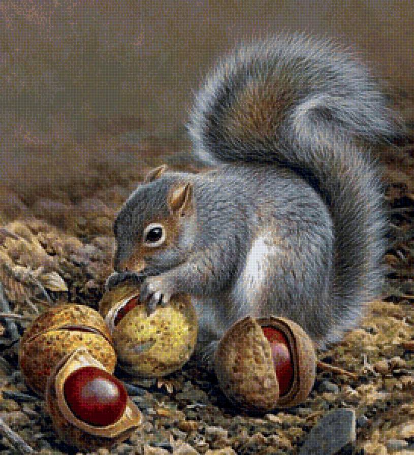 белочка и каштаны - животные, белки - предпросмотр