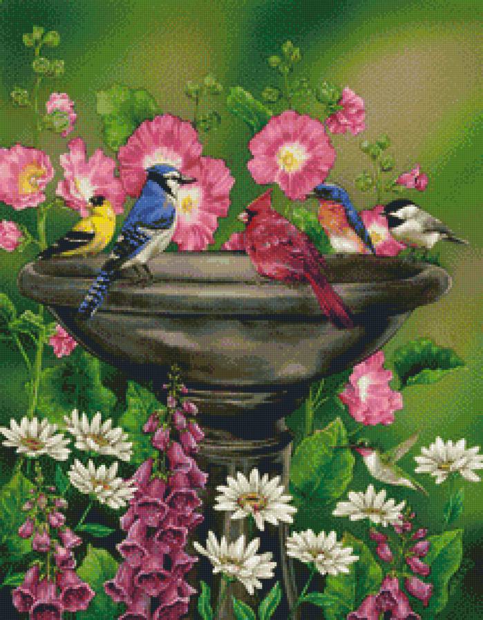 птичий базар - птицы - предпросмотр