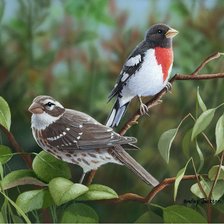 Схема вышивки «№1213977»