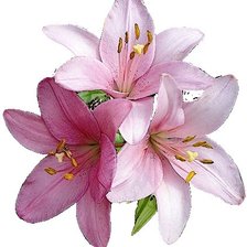 Схема вышивки «цветок»