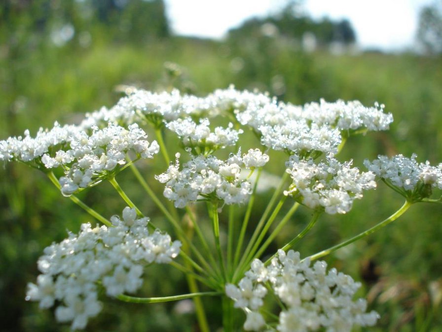 Лучи солнца на траве - цветок, солнце, роса - оригинал