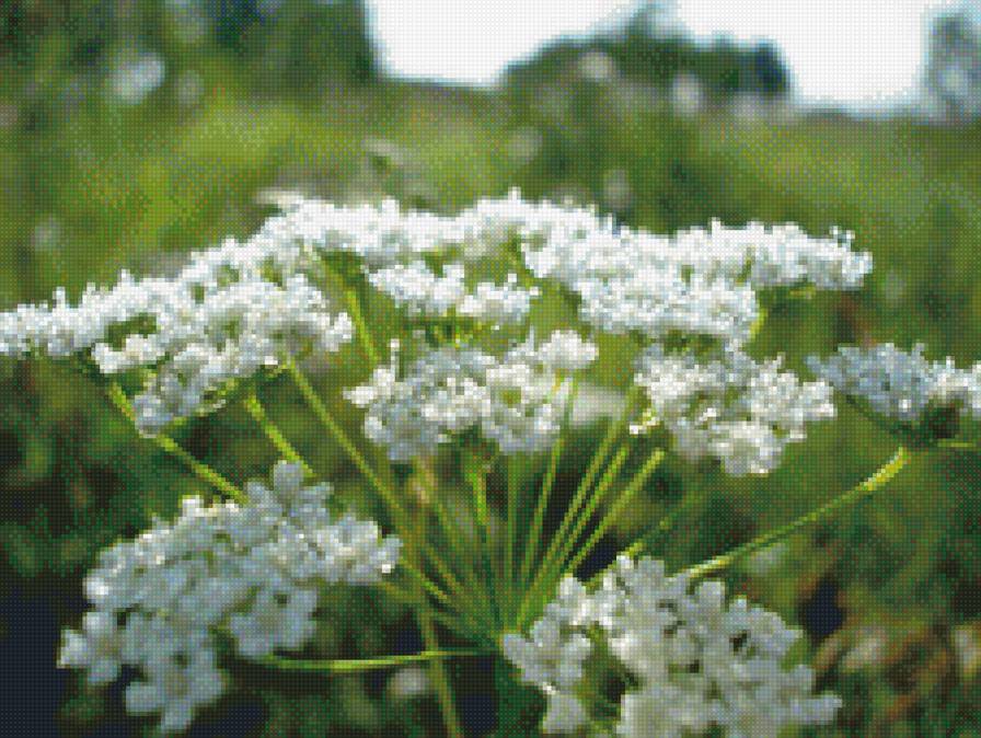 Лучи солнца на траве - роса, цветок, солнце - предпросмотр