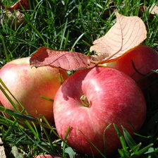 Оригинал схемы вышивки «Осенние яблоки» (№1214690)