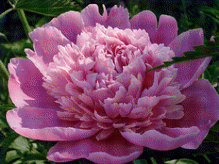 Пион - розовое, цветы, пион - предпросмотр