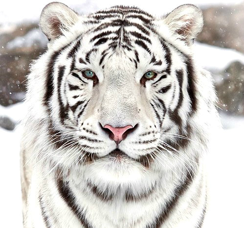 Белый тигр - животные - оригинал
