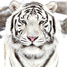 Оригинал схемы вышивки «Белый тигр» (№1214765)