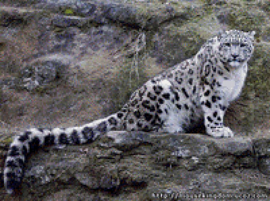 барс - предпросмотр