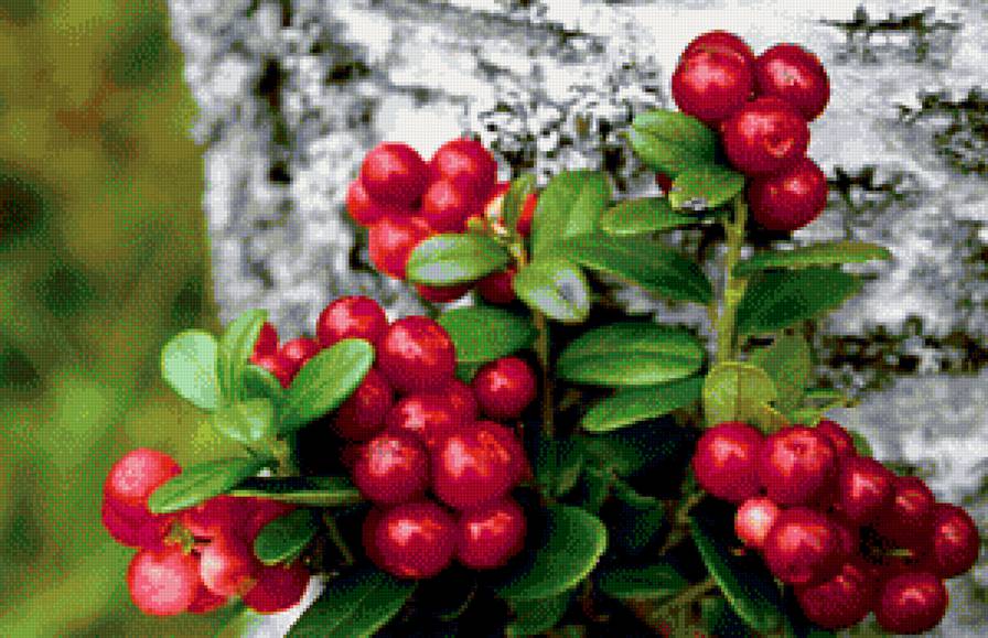 Ягодки - ягоды лес - предпросмотр