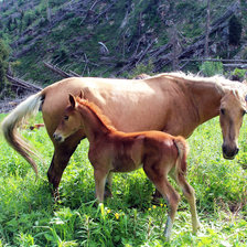 Схема вышивки «Лошадь и жеребенок»