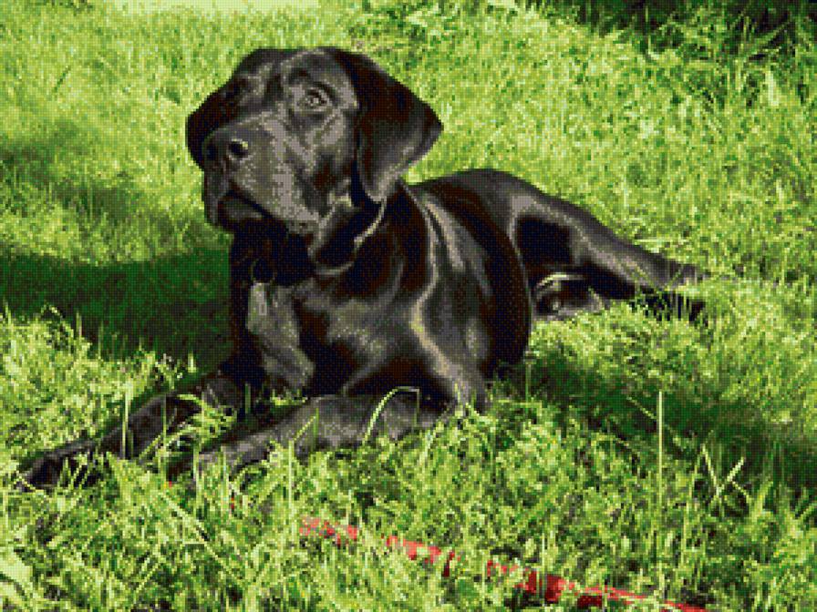 Лабрадор Эрл - лабрадор, собака - предпросмотр