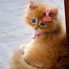 Схема вышивки «№1216081»