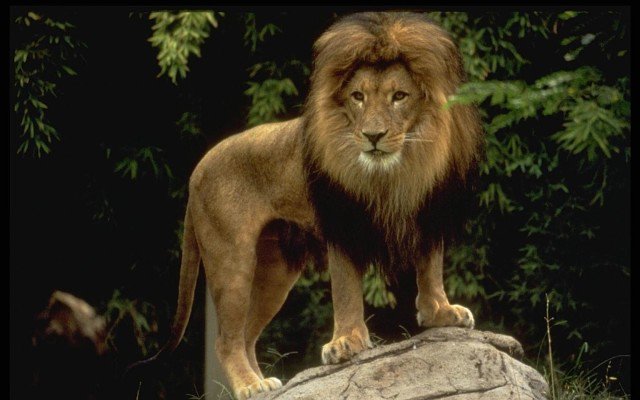 ЛЕВ - оригинал