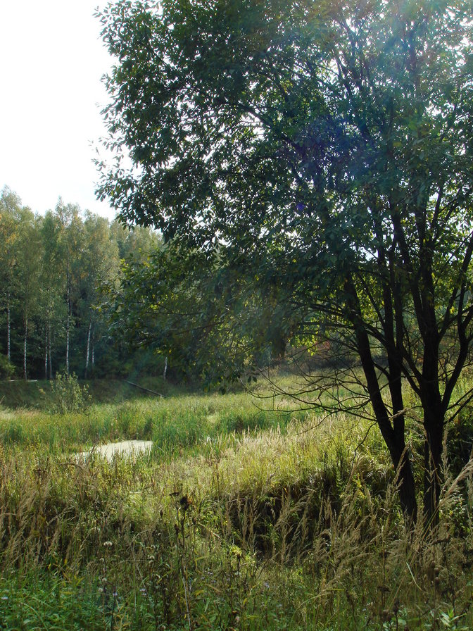 Лесной пейзаж - оригинал