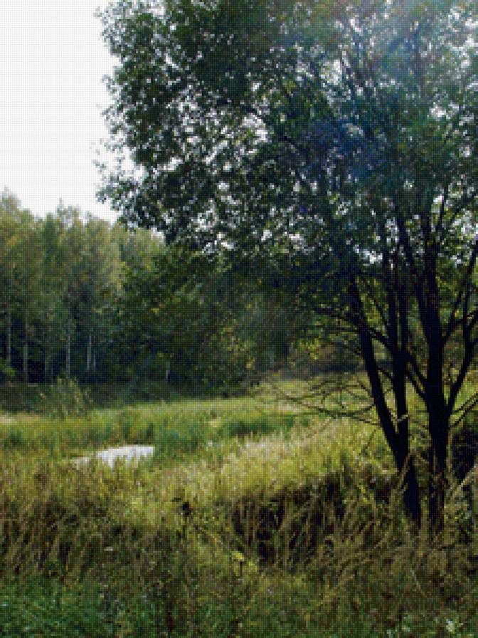 Лесной пейзаж - предпросмотр