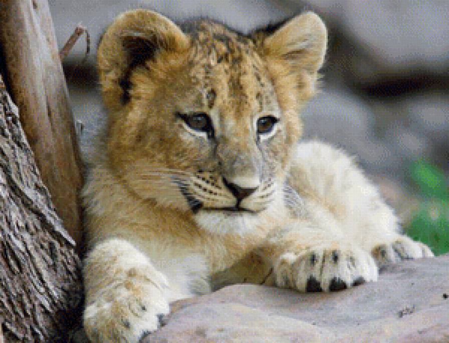 Животные - кошки, львенок, животные - предпросмотр