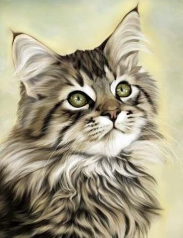 котик - кот, котята, котенок, коты - оригинал