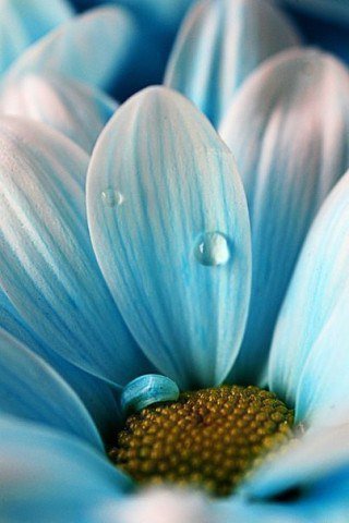 Пробуждение - роса, ромашка, цветы - оригинал