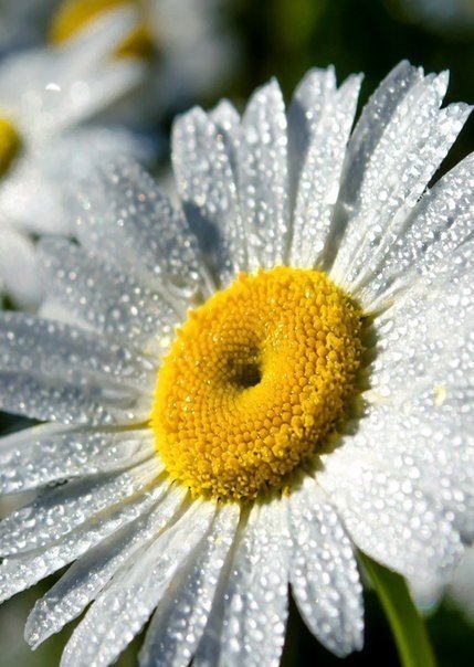 Ромашка - солнце, ромашка, цветы - оригинал