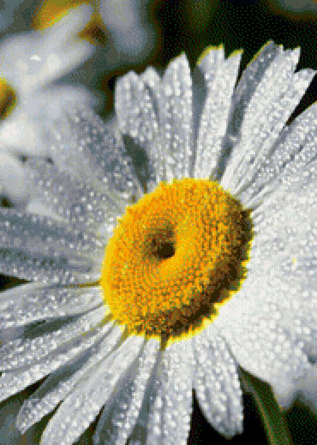 Ромашка - солнце, цветы, ромашка - предпросмотр