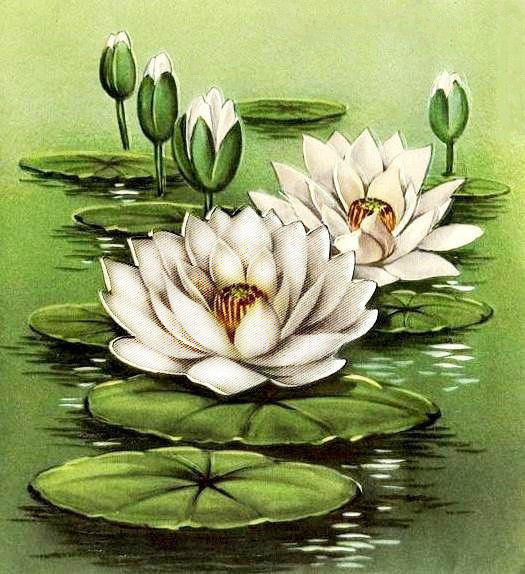 Водяные лилии - белые лилии, цветы - оригинал
