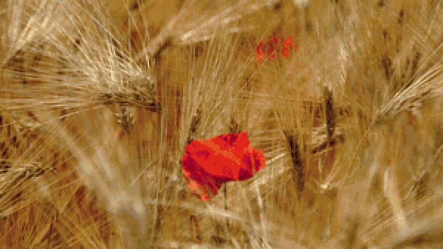 цветок - цветок - предпросмотр