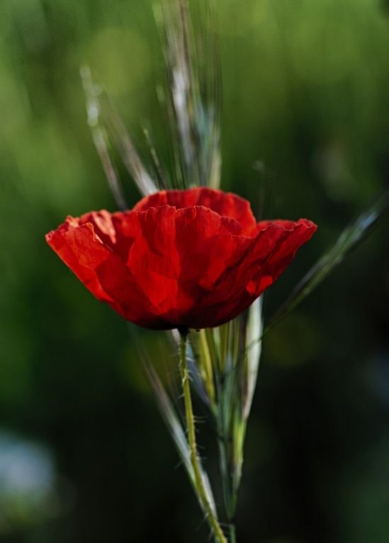 цветок - цветок - оригинал