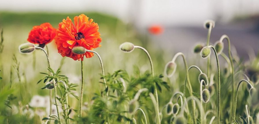 цветок - цветок - оригинал