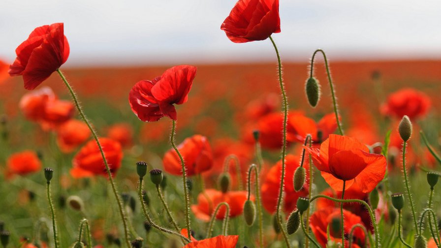 цветок - цветок - оригинал