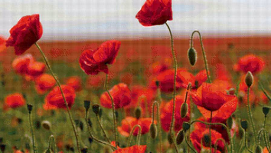 цветок - цветок - предпросмотр