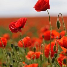 Схема вышивки «цветок»