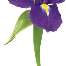 Схема вышивки «цветок»