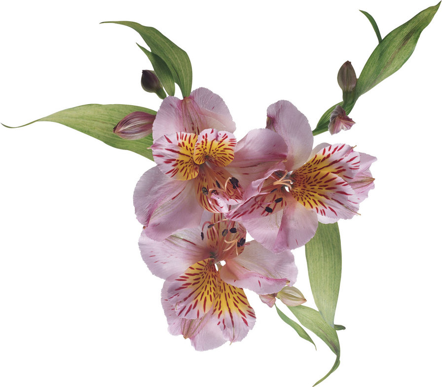 цветок - цветок - оригинал