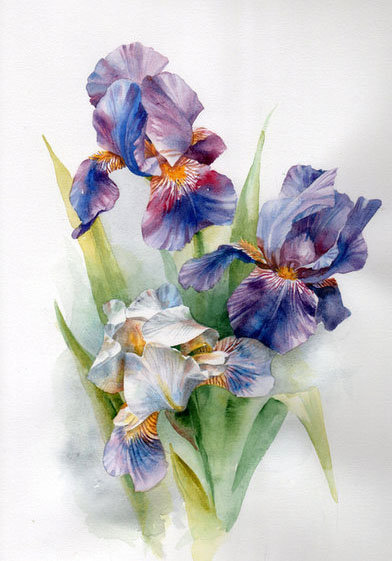 Ирисы - цветы - оригинал