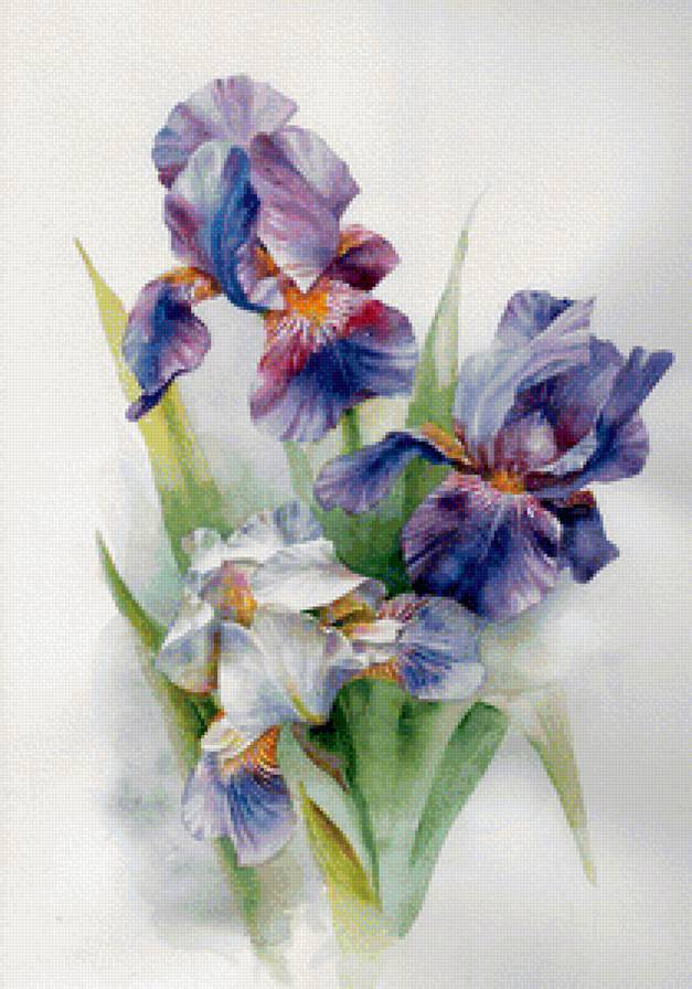 Ирисы - цветы - предпросмотр