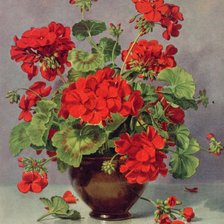 Герань красота